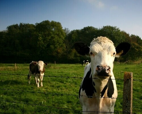 posing cows