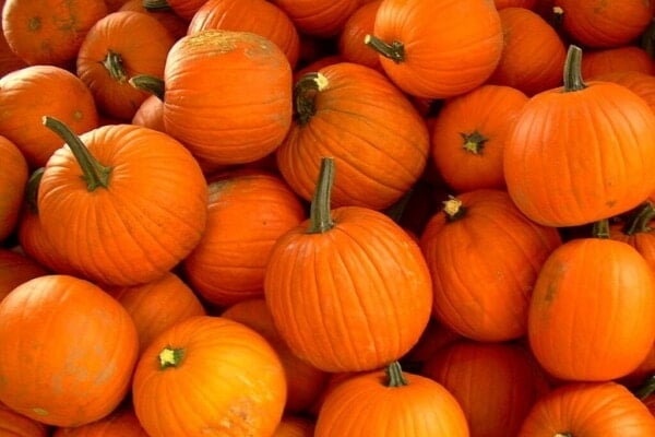halloween pumpkins