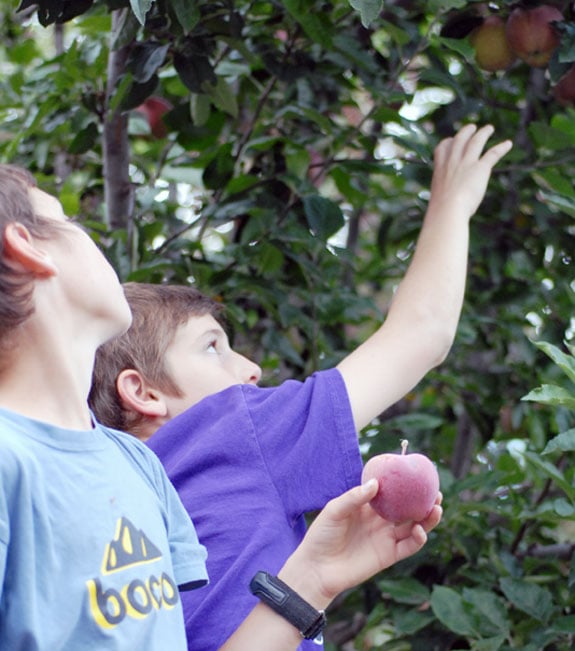boys picking apples
