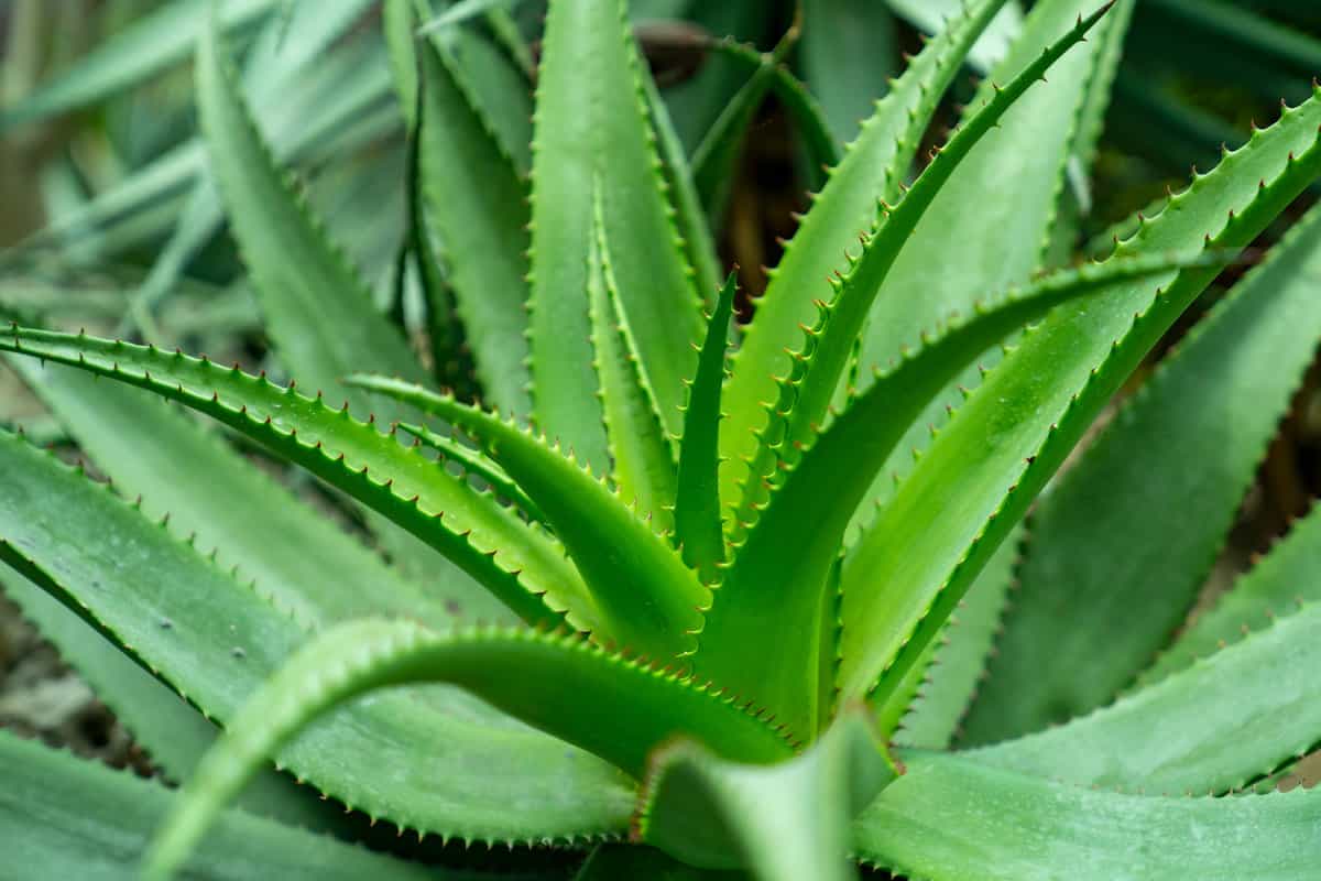 Pure Aloe Vera Benefits